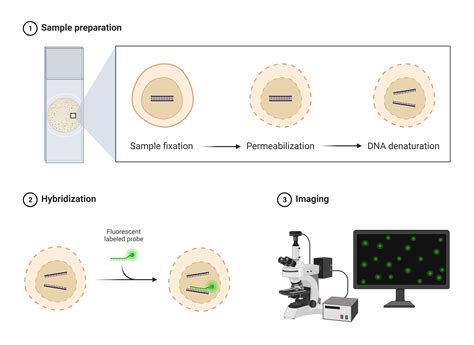 Fluorescence In Situ Hybridization (FISH) .